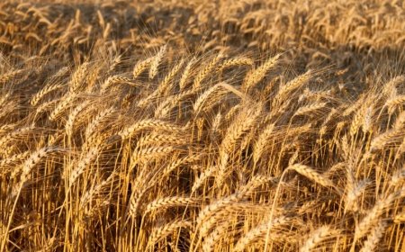 Wheat Prices News:सरकार का आया गेहूं की बढ़ती कीमतों पर बयान, आयात शुल्क घटाने का कोई विचार