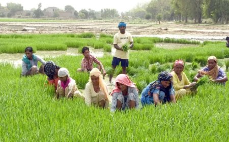 PM Kisan Yojana: किसान योजना की 17वीं किस्त का पैसा इस तारीख को खाते में आएगा, इतने करोड़ किसानों को होगा फायदा