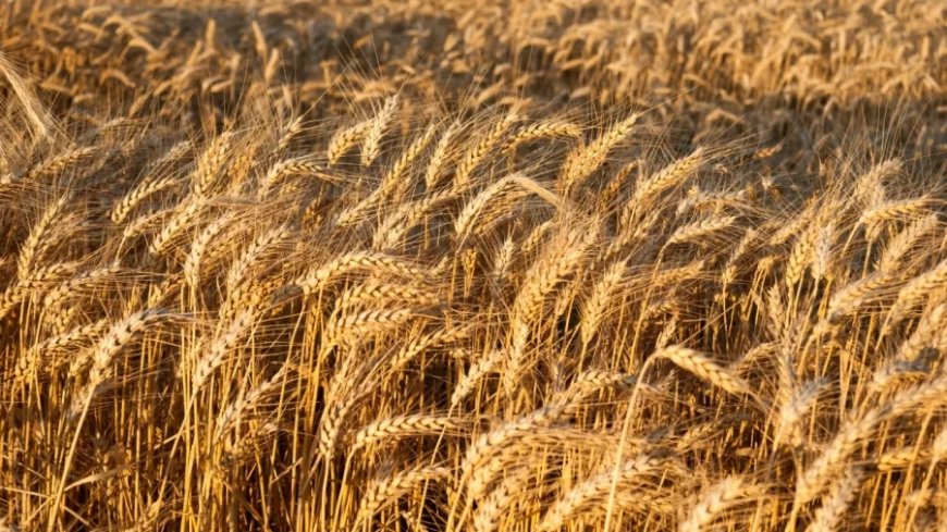 Wheat Prices News:सरकार का आया गेहूं की बढ़ती कीमतों पर बयान, आयात शुल्क घटाने का कोई विचार