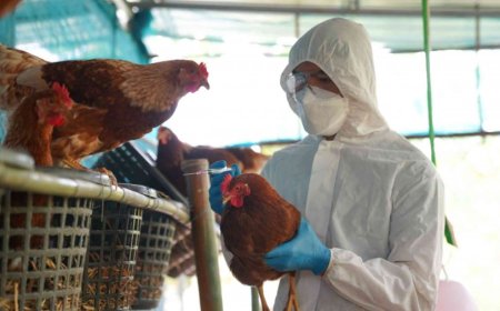 Bird flu In Odisha: ओडिशा में बर्ड फ्लू का कहर, 5 हजार मुर्गियां मारी गईं