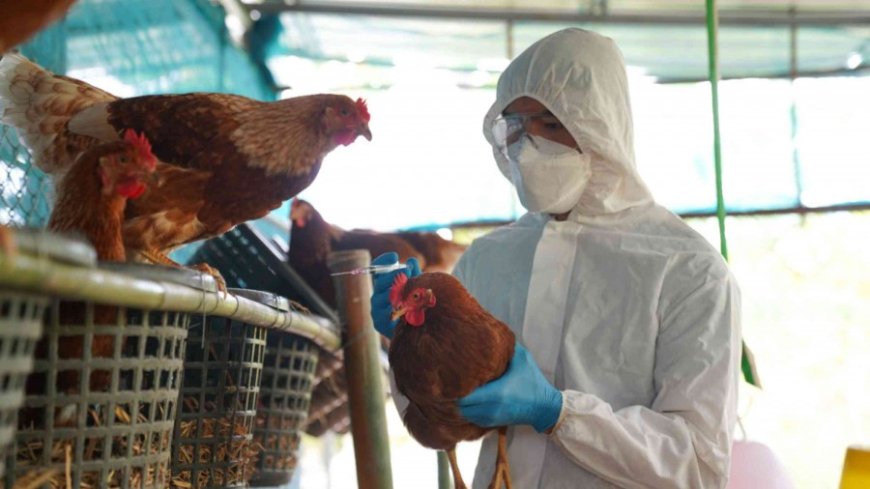 Bird flu In Odisha: ओडिशा में बर्ड फ्लू का कहर, 5 हजार मुर्गियां मारी गईं