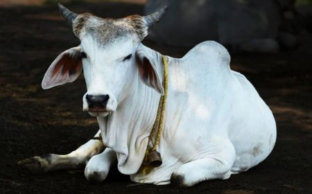 Maharashtra News: देश के इस राज्य ने गाय को घोषित किया राज्यमाता, जारी किया आदेश