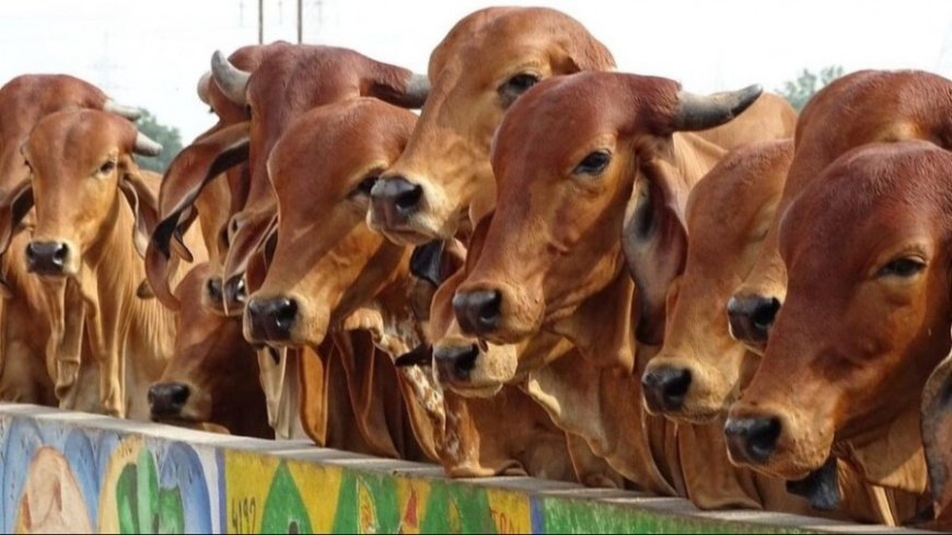 Kamdhenu Bima Yojana: कामधेनु पशु बीमा योजना बंद की, नई योजना अभी शुरू नहीं हुई