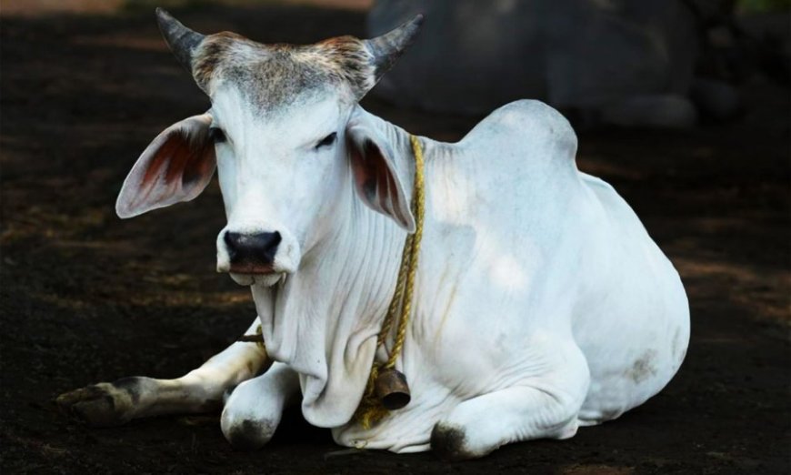 Maharashtra News: देश के इस राज्य ने गाय को घोषित किया राज्यमाता, जारी किया आदेश