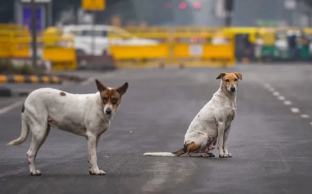 Supreme Court:SC का आवारा कुत्तों को लेकर बदल जाएगा आदेश? CJI की टिप्पणी से जगी आस