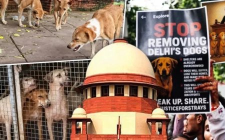 Supreme Court:नसबंदी-फीडिंग, जुर्माना...आवारा कुत्तों पर पूरे देश के लिए SC का फैसला
