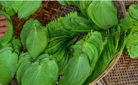 Betel Leaf Benefits:5 रुपये में मिलेगा हेल्थ का चमत्कार: जानें पान खाने का सही तरीका और अनमोल फायदे