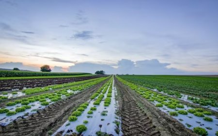 GSP Crop Science IPO Listing: ₹320 का शेयर 4% प्रीमियम पर लिस्ट