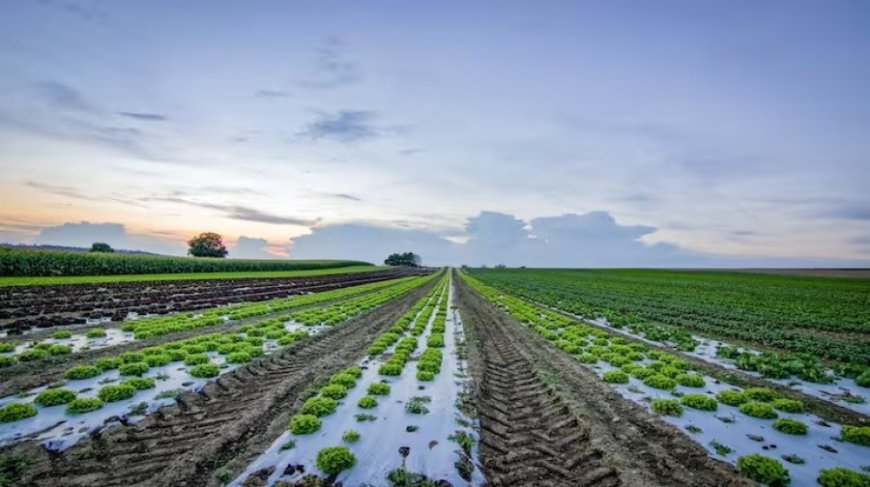 GSP Crop Science IPO Listing: ₹320 का शेयर 4% प्रीमियम पर लिस्ट