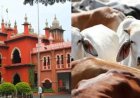 मद्रास हाई कोर्ट का फैसला: तमिलनाडु में बकरीद या किसी भी दिन गाय और बछड़े के वध पर पूर्ण प्रतिबंध