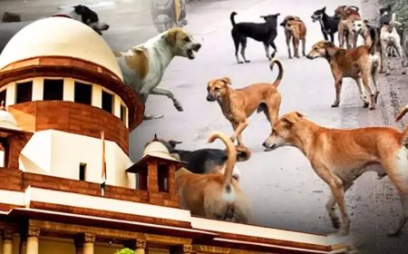 सुप्रीम कोर्ट का बड़ा फैसला: पब्लिक प्लेस से आवारा कुत्तों को हटाने का आदेश बरकरार, याचिकाएं खारिज