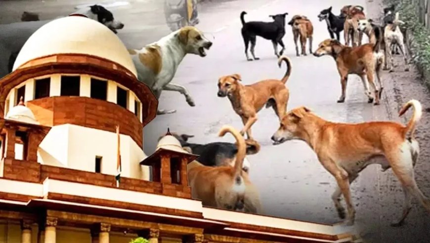 सुप्रीम कोर्ट का बड़ा फैसला: पब्लिक प्लेस से आवारा कुत्तों को हटाने का आदेश बरकरार, याचिकाएं खारिज