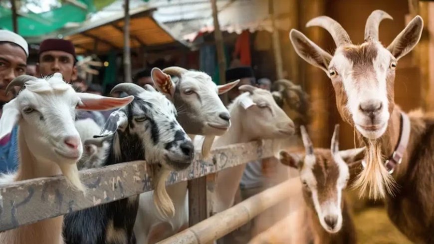 बकरीद पर बकरों के दाम 40 फीसदी बढ़े, लखनऊ में 400 करोड़ का कारोबार