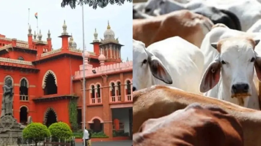 मद्रास हाई कोर्ट का फैसला: तमिलनाडु में बकरीद या किसी भी दिन गाय और बछड़े के वध पर पूर्ण प्रतिबंध