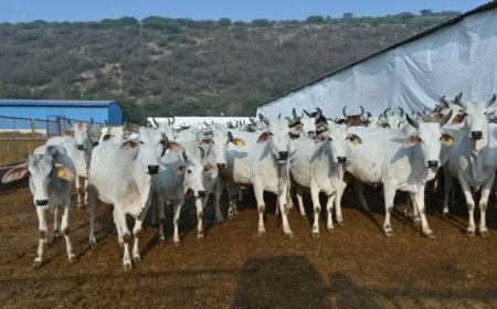 राजस्थान गौशाला अनुदान घोटाला: जयपुर की दो बड़ी गौशालाओं से होगी 3 करोड़ 62 लाख की वसूली