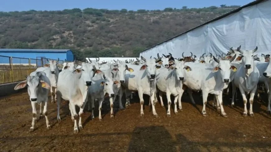 राजस्थान गौशाला अनुदान घोटाला: जयपुर की दो बड़ी गौशालाओं से होगी 3 करोड़ 62 लाख की वसूली