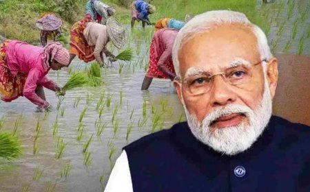 दिवाली से पहले किसानों को तोहफा, पीएम किसान की 24वीं किस्त जारी: जानिए क्या है पूरा मामला
